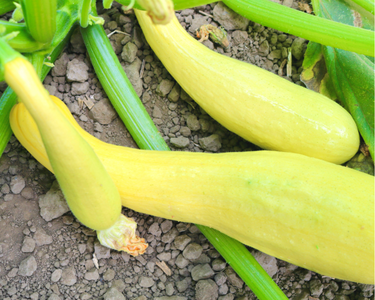 Dixie Yellow Crookneck Hybrid Summer Squash Seeds